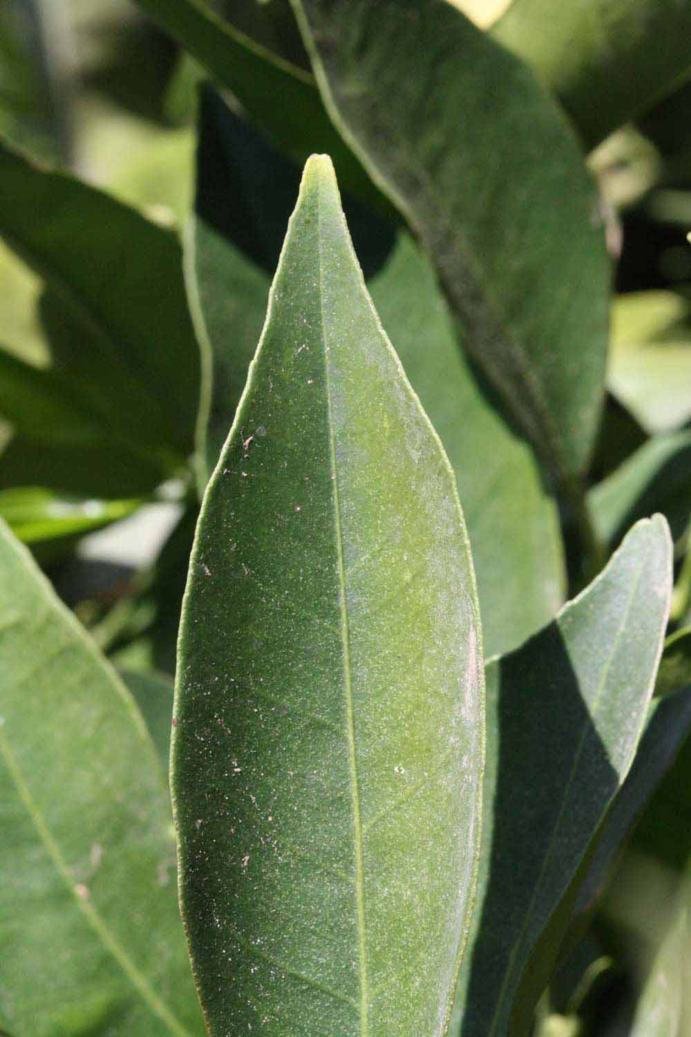              Margin (Riverside, CA)       